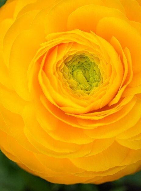 Yellow rose flower macro background