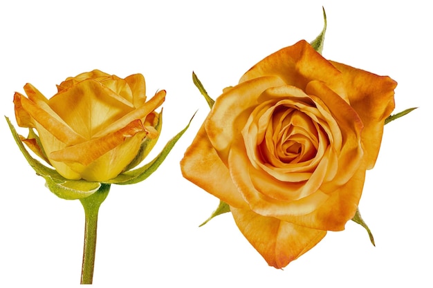Желтый цветок розы Белый изолированный фон Крупным планом Макросъёмка Концепция печати и дизайна