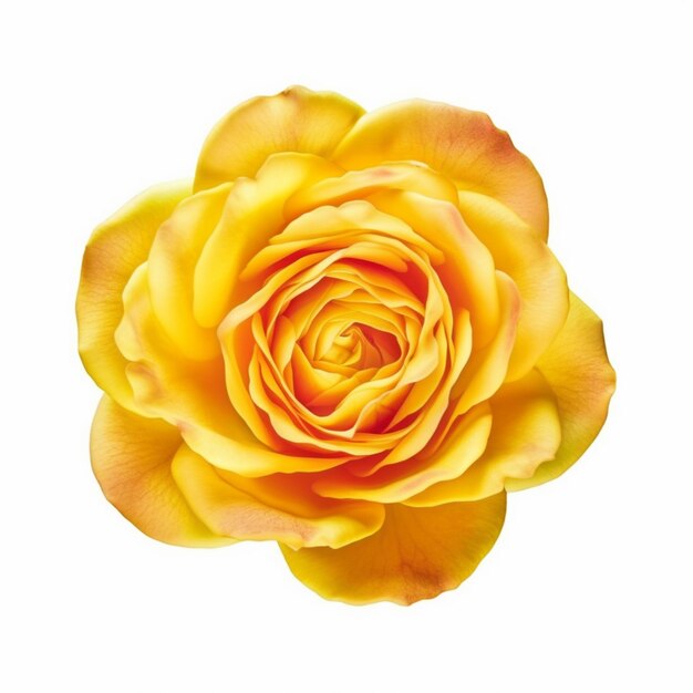 Foto fiore di rosa giallo con sfondo bianco generativo ai