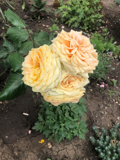 Yellow rose flowers photo