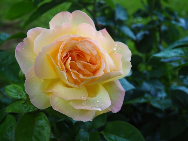 Yellow rose in the garden Yellow white nuances in the color of the petals Green leaves in the background Soft focus