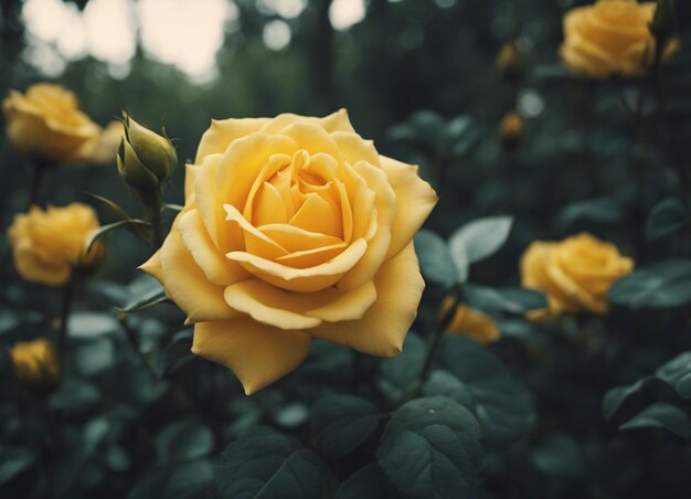 Желтый розовый сад