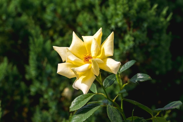 Yellow rose among green leaves in sunny weather