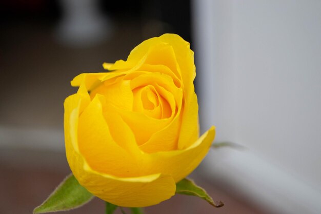 A yellow rose is in front of a white wall.