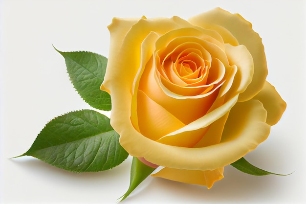 A yellow rose is on a white background with green leaves.