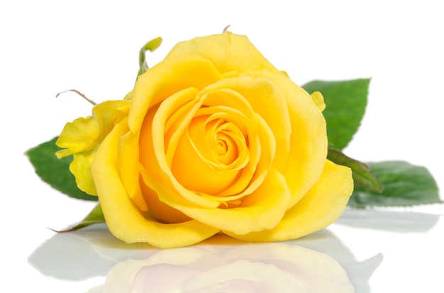 白で隔離される黄色いバラ