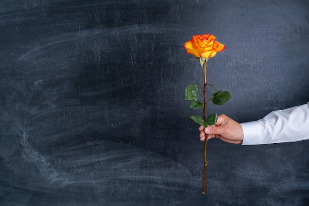 Yellow rose in a man's hand on the background of a chalk board. Copy-space