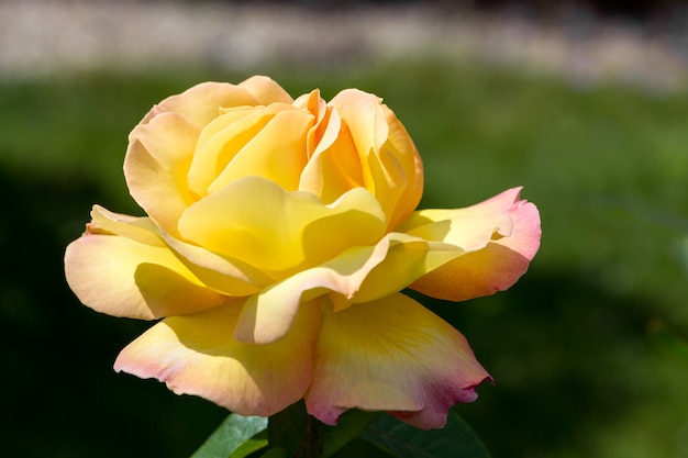 Yellow Rose (Peace) flowering in an English garden