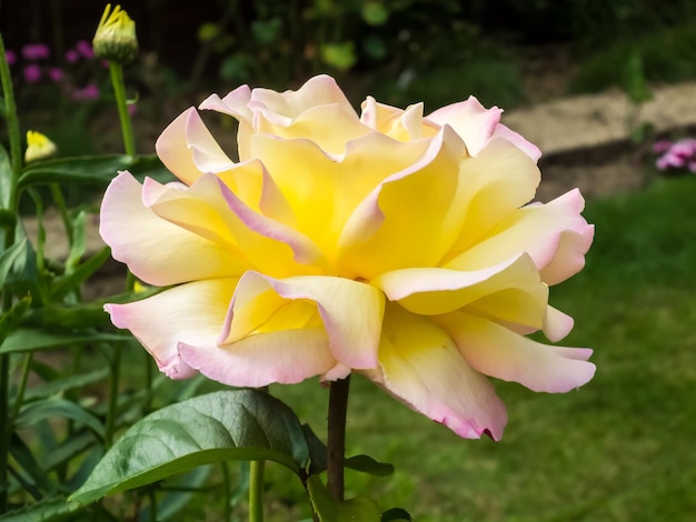 Yellow Rose Peace flowering in an English garden