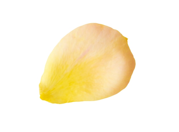 Yellow rose petals isolated on white background with clipping path