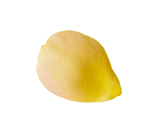 Yellow rose petals isolated on white background with clipping path