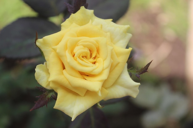 a yellow rose Rosa blooming with a blurred background