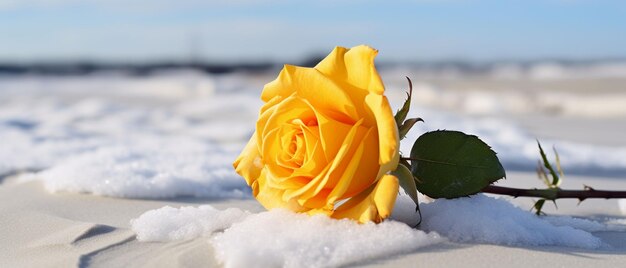 Yellow rose sitting on top of a snow covered beach