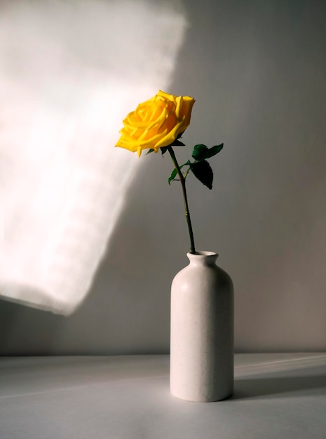 Yellow rose in a vase in sunlight still life