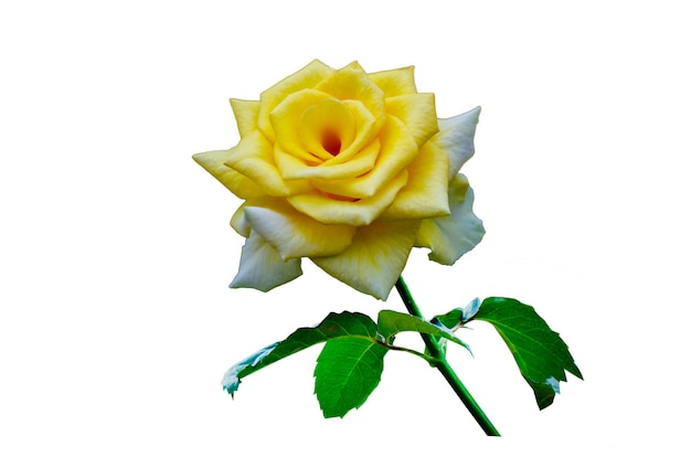 Yellow rose white background isolate