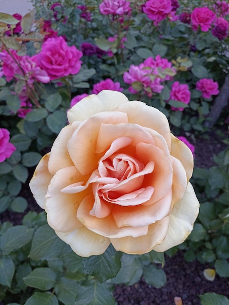 A yellow rose with pink petals