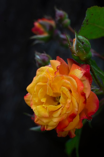 Yellow rose with raindrops on the bush