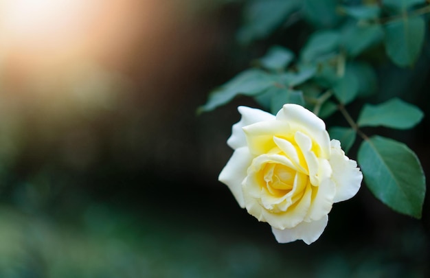 写真 庭に太陽の光が当たった黄色いバラ