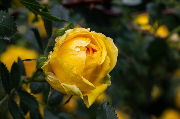 Yellow rose with water drops
