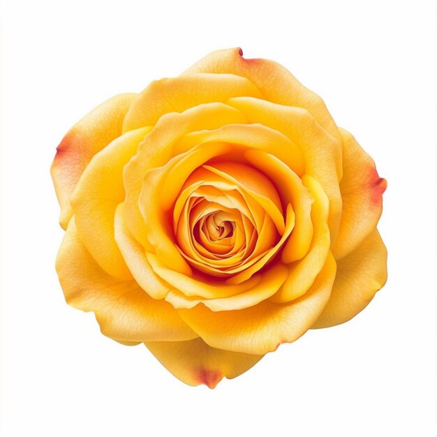 Yellow rose with a white background generative ai