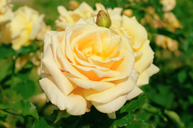 Yellow rose