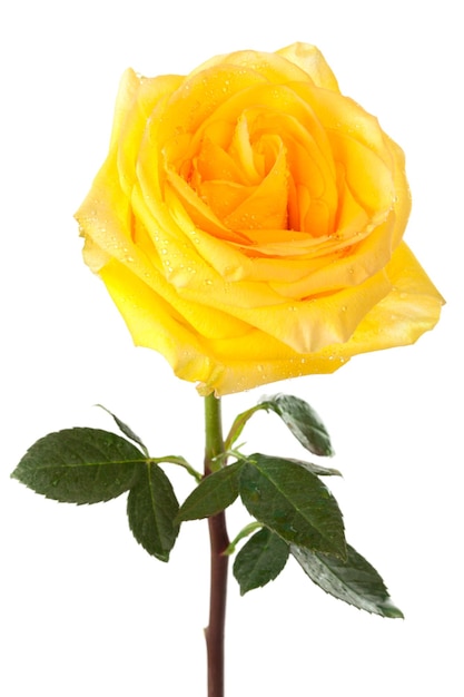 Yellow rose