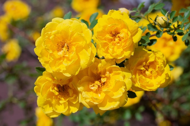 화창한 날에 꽃이 만발한 노란 로즈힙 부시
