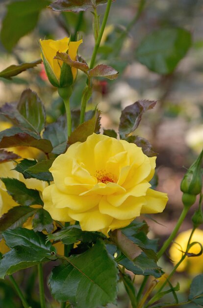 Rose gialle bellissimi fiori nel giardino