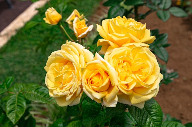 yellow roses blooming