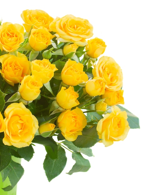 Yellow roses close up isolated on white
