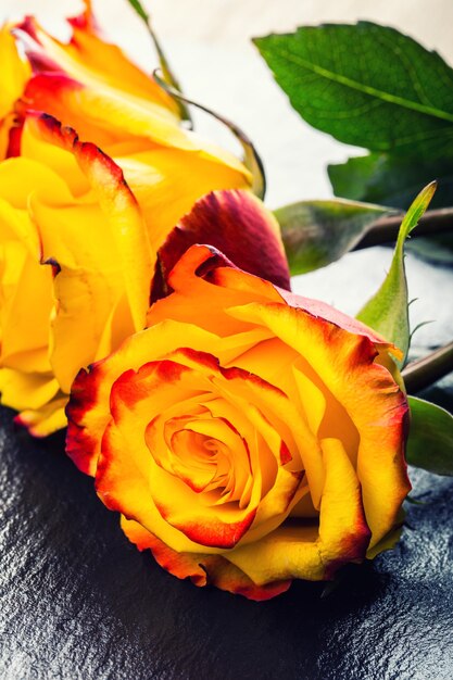 Yellow roses on concrete board - close up.