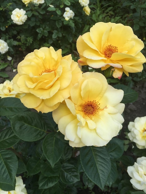 Yellow roses in the garden Closeup Nature background