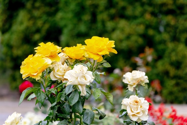 Yellow roses in the garden on the flowerbed