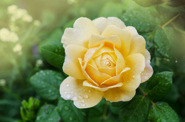 Yellow roses in the garden Yellow english rose Yellow rose blooming close up