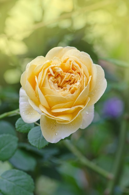 Yellow roses in the garden Yellow english rose Yellow rose blooming close up