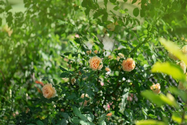 Rose gialle nel giardino rosa inglese gialla rosa gialla che fiorisce da vicino