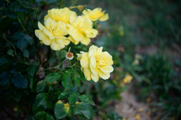 Yellow roses in a garden