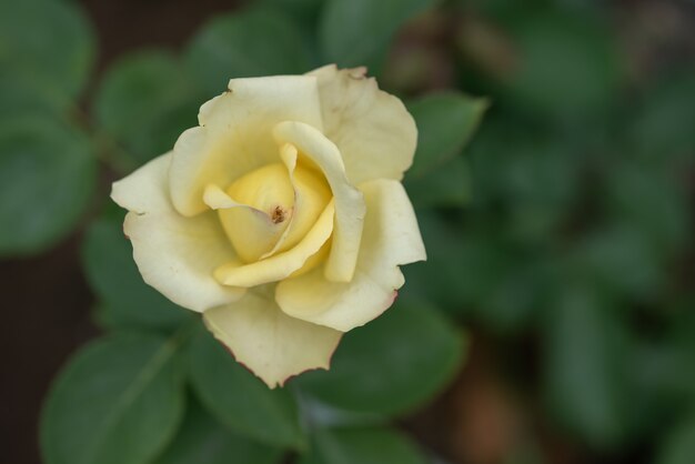 緑の背景に黄色のバラ