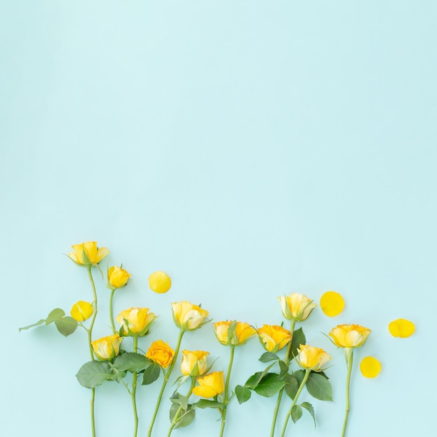 Yellow roses on green paper background