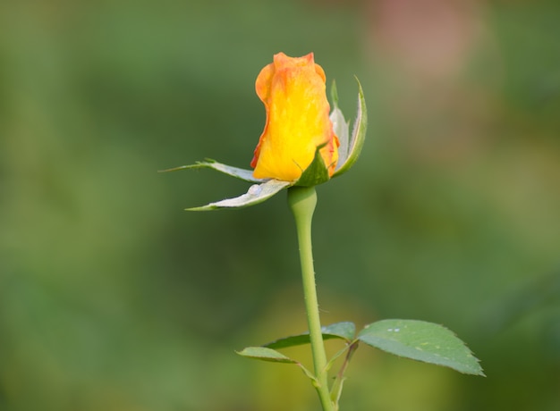 yellow roses isolated on white background