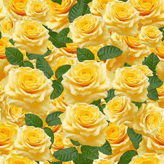 Photo yellow roses seamless pattern