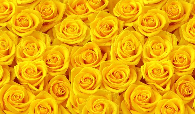 Yellow roses seamless pattern