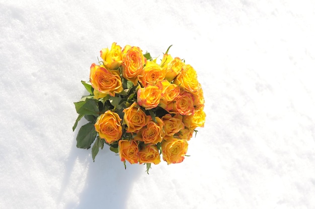 Yellow roses in the snow