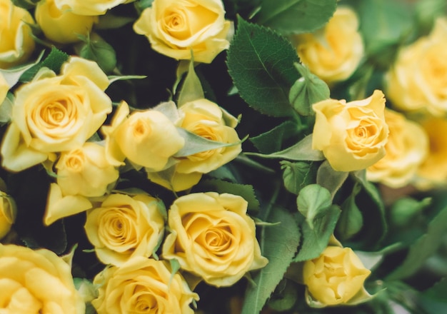 Yellow roses wedding holiday and floral garden styled concept