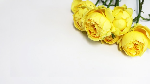 yellow roses on white