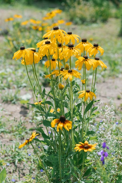 夏の庭に黄色いルドベキアの花。日当たりの良い花