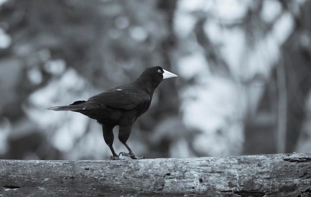 Photo yellow rumped cacique cacicus cela pantanal brazil