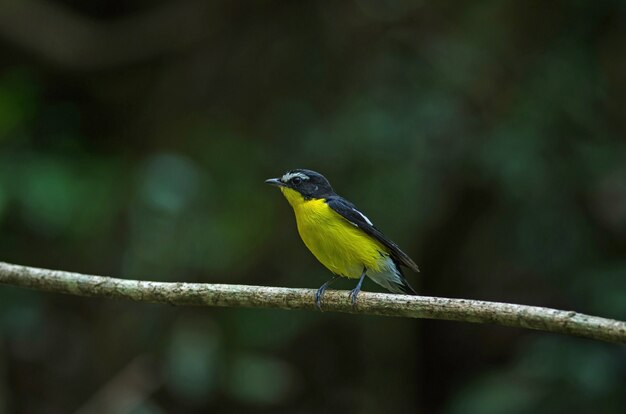 Photo yellow-rumped flycatcher (ficedula zanthopygia) in nature of thailand