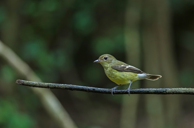 Yellow-rumped flycatcher (Ficedula zanthopygia) in nature of Thailand
