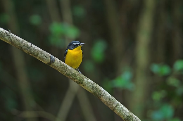 自然の中で黄色に隆起したヒタキ（Ficedula zanthopygia）